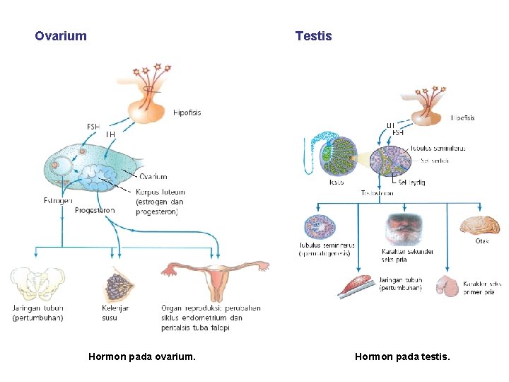 Ovarium Testis Hormon pada ovarium. Hormon pada testis. 