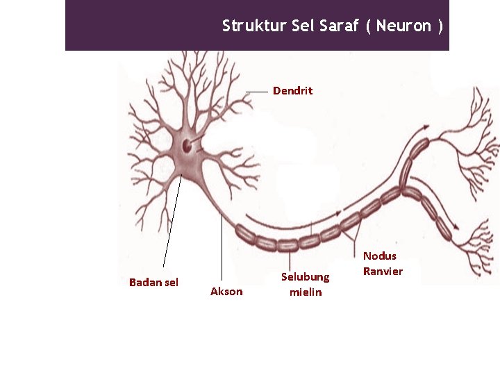 Struktur Sel Saraf ( Neuron ) Dendrit Badan sel Akson Selubung mielin Nodus Ranvier