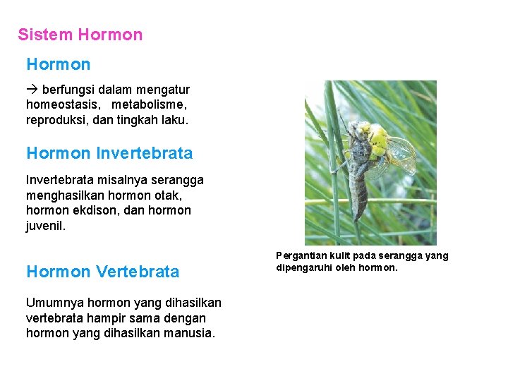 Sistem Hormon berfungsi dalam mengatur homeostasis, metabolisme, reproduksi, dan tingkah laku. Hormon Invertebrata misalnya