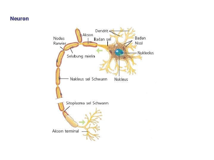 Neuron 