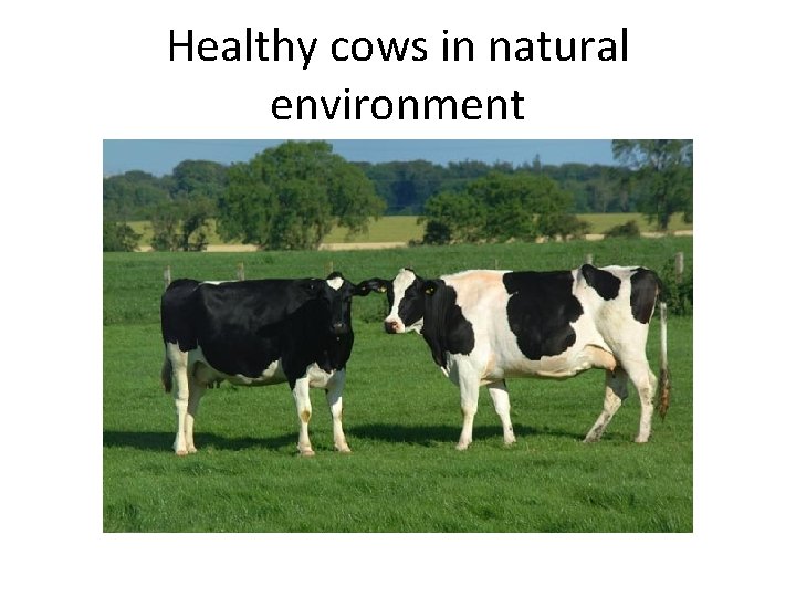 Healthy cows in natural environment 