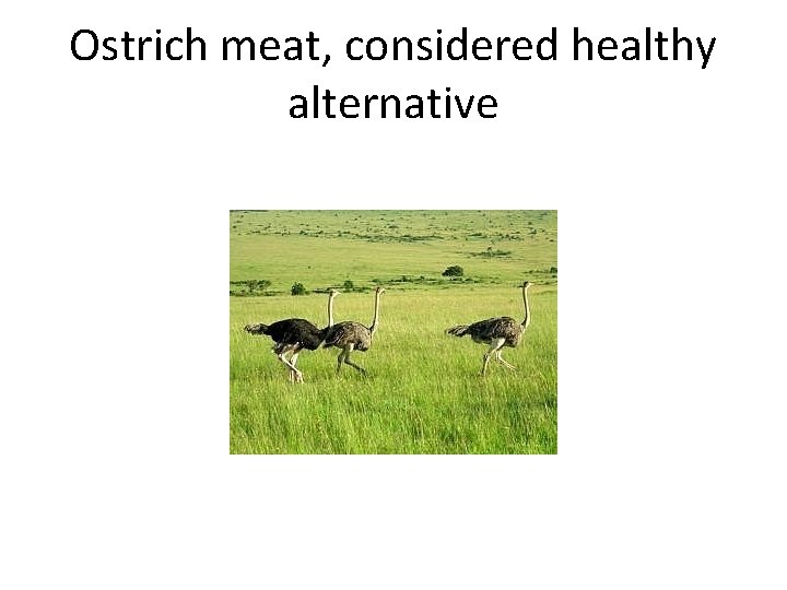 Ostrich meat, considered healthy alternative 