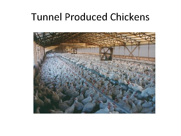 Tunnel Produced Chickens 