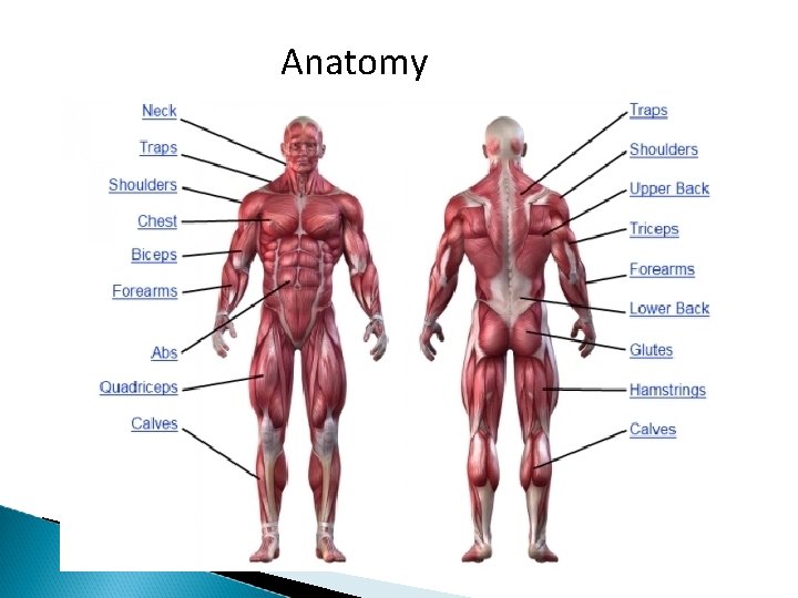 Anatomy 
