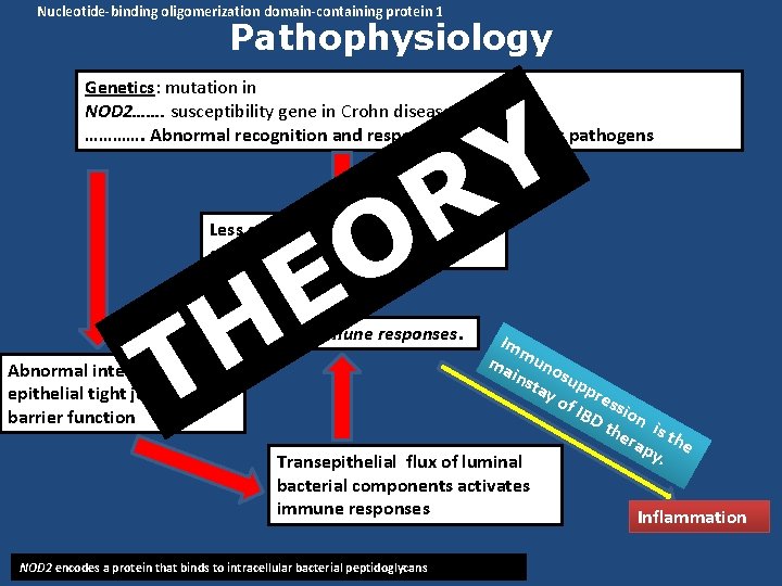 Nucleotide-binding oligomerization domain-containing protein 1 Pathophysiology Genetics: mutation in NOD 2……. susceptibility gene in