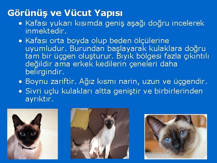 Görünüş ve Vücut Yapısı • Kafası yukarı kısımda geniş aşağı doğru incelerek inmektedir. •