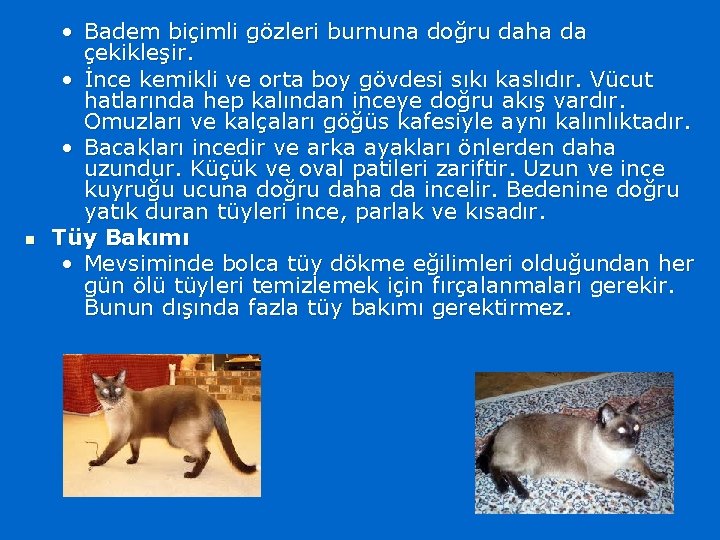 n • Badem biçimli gözleri burnuna doğru daha da çekikleşir. • İnce kemikli ve