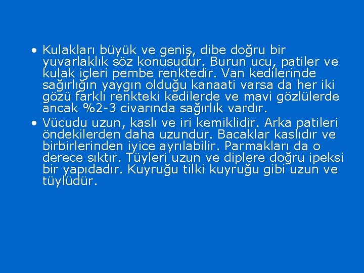  • Kulakları büyük ve geniş, dibe doğru bir yuvarlaklık söz konusudur. Burun ucu,