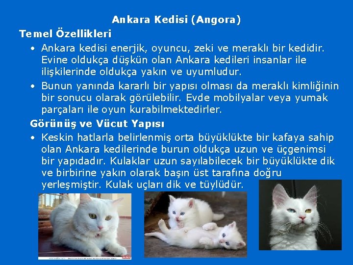 Ankara Kedisi (Angora) Temel Özellikleri • Ankara kedisi enerjik, oyuncu, zeki ve meraklı bir