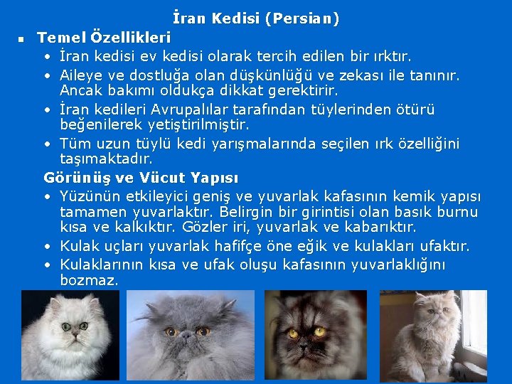 İran Kedisi (Persian) n Temel Özellikleri • İran kedisi ev kedisi olarak tercih edilen