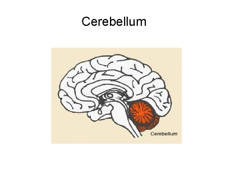 Cerebellum 