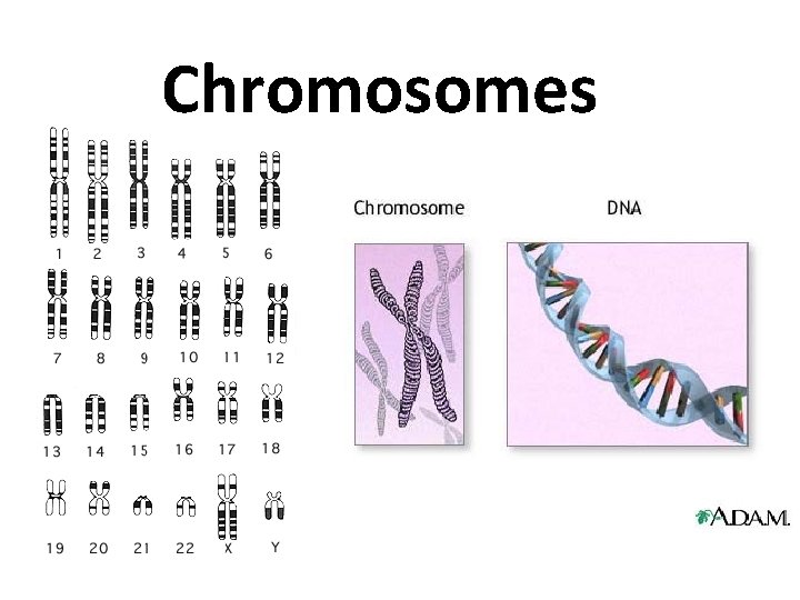 Chromosomes 