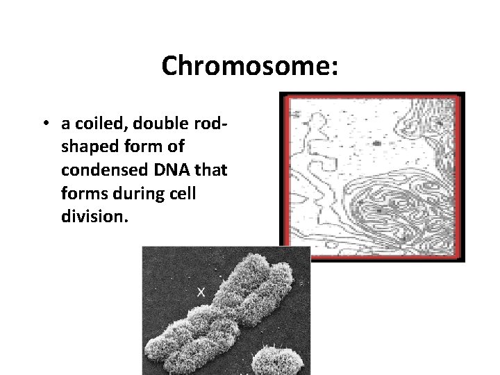 Chromosome: • a coiled, double rodshaped form of condensed DNA that forms during cell