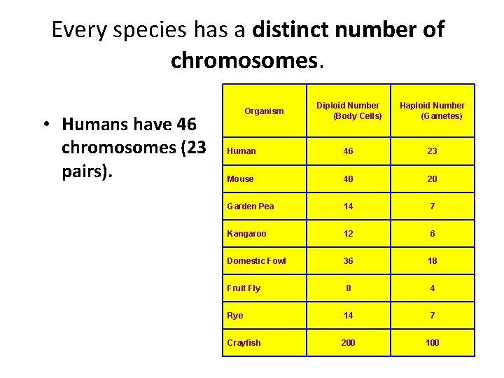 Every species has a distinct number of chromosomes. • Humans have 46 chromosomes (23