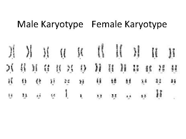 Male Karyotype Female Karyotype 