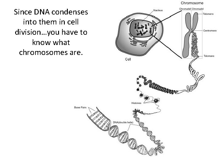 Since DNA condenses into them in cell division…you have to know what chromosomes are.