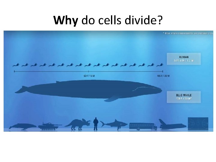 Why do cells divide? size and shape matter for function 