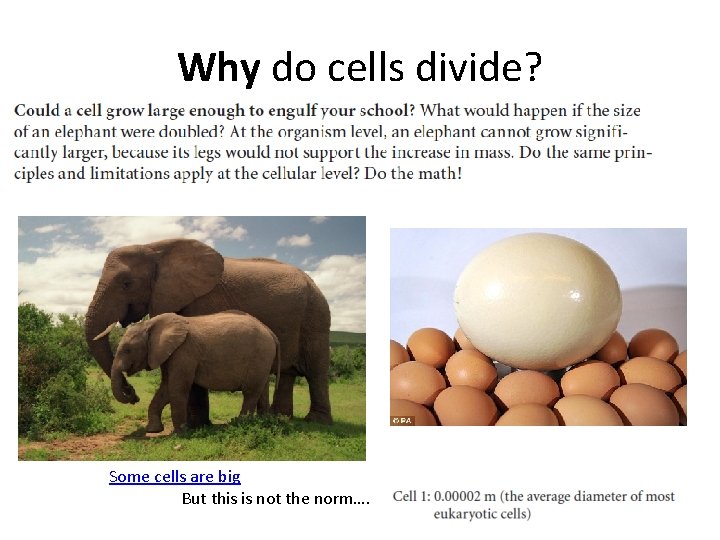 Why do cells divide? Some cells are big But this is not the norm….