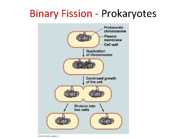Binary Fission - Prokaryotes 