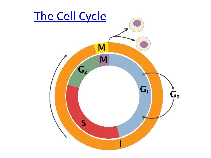 The Cell Cycle 