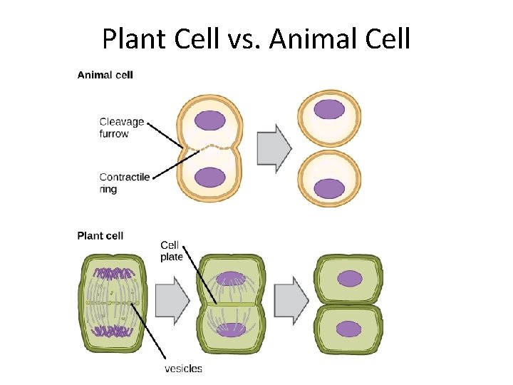 Plant Cell vs. Animal Cell 
