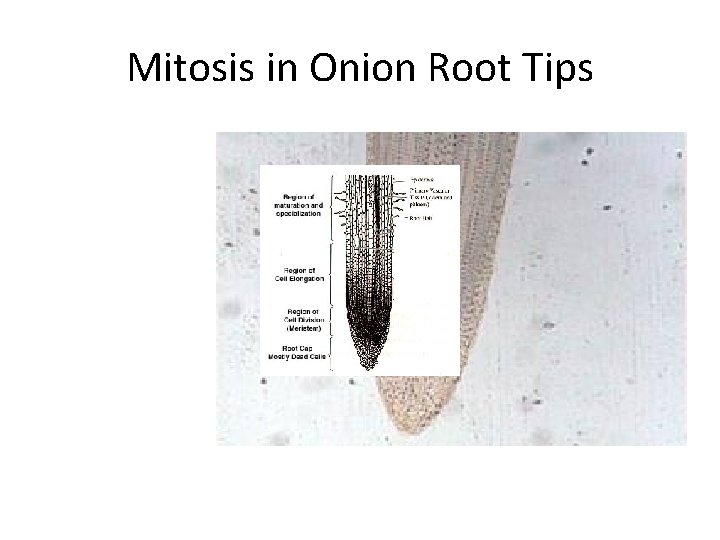 Mitosis in Onion Root Tips 