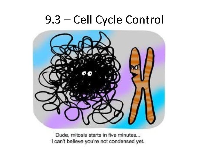 9. 3 – Cell Cycle Control 