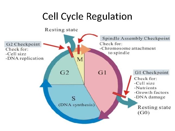 Cell Cycle Regulation 