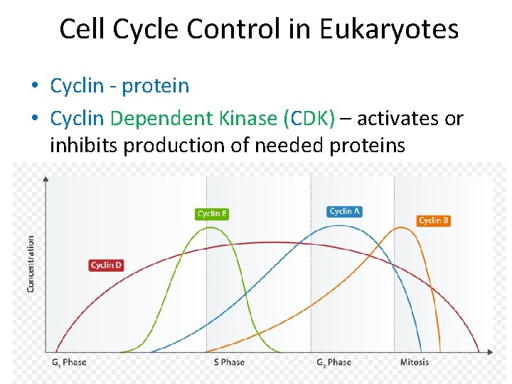 Cell Cycle Control in Eukaryotes • Cyclin - protein • Cyclin Dependent Kinase (CDK)