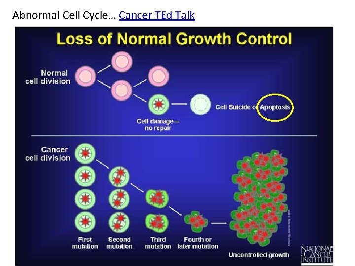 Abnormal Cell Cycle… Cancer TEd Talk 