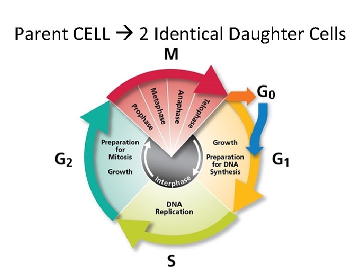 Parent CELL 2 Identical Daughter Cells 