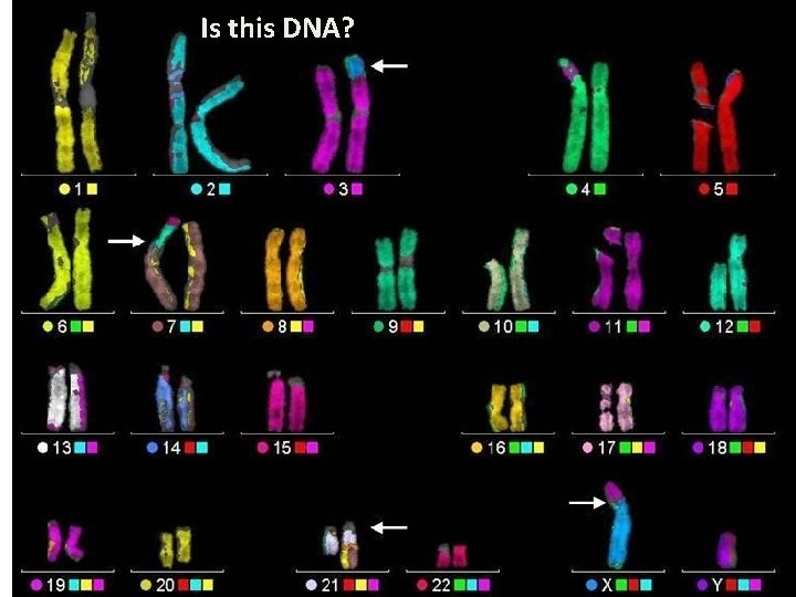 Is this DNA? 
