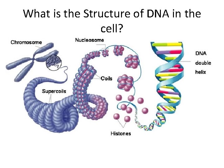 What is the Structure of DNA in the cell? 