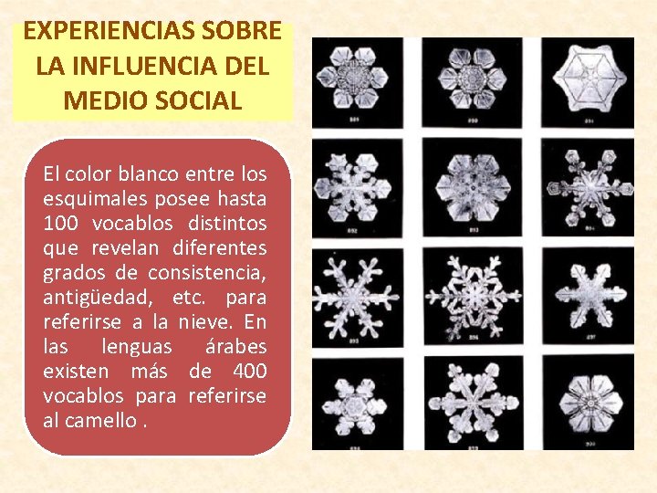 EXPERIENCIAS SOBRE LA INFLUENCIA DEL MEDIO SOCIAL El color blanco entre los esquimales posee