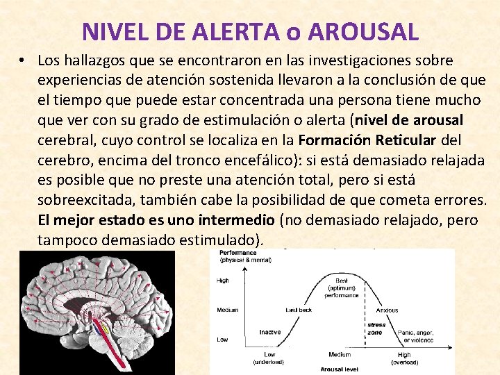 NIVEL DE ALERTA o AROUSAL • Los hallazgos que se encontraron en las investigaciones