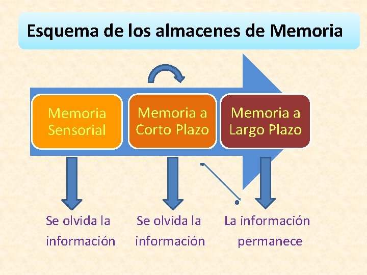 Esquema de los almacenes de Memoria Sensorial Memoria a Corto Plazo Memoria a Largo