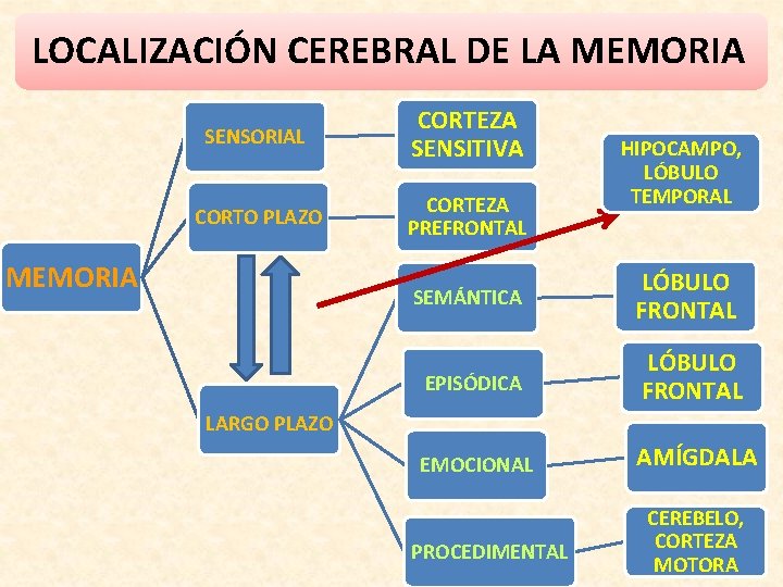 LOCALIZACIÓN CEREBRAL DE LA MEMORIA SENSORIAL CORTEZA SENSITIVA CORTO PLAZO CORTEZA PREFRONTAL MEMORIA HIPOCAMPO,