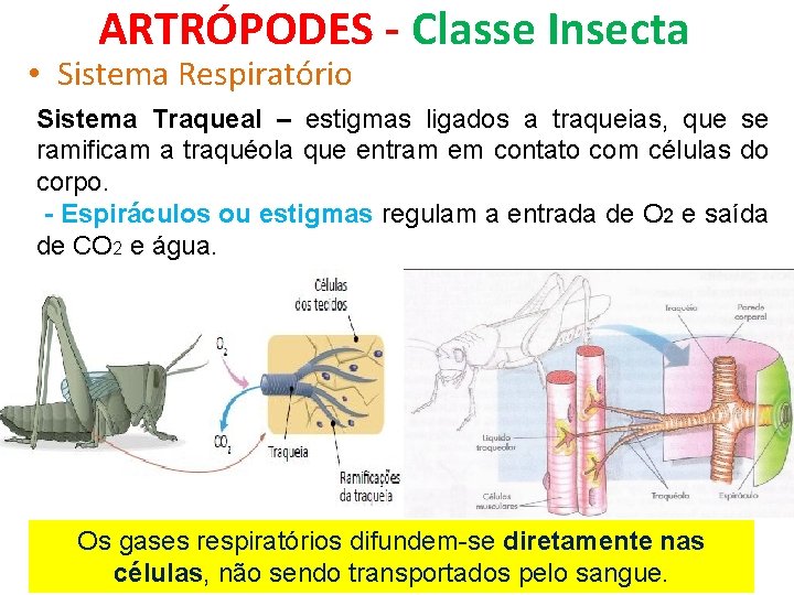 ARTRÓPODES - Classe Insecta • Sistema Respiratório Sistema Traqueal – estigmas ligados a traqueias,