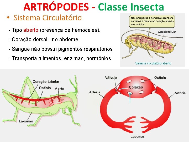 ARTRÓPODES - Classe Insecta • Sistema Circulatório - Tipo aberto (presença de hemoceles). -