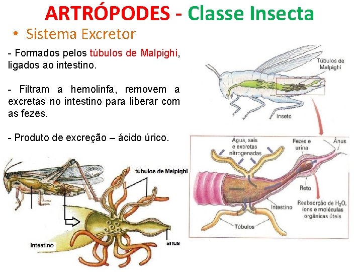 ARTRÓPODES - Classe Insecta • Sistema Excretor - Formados pelos túbulos de Malpighi, ligados