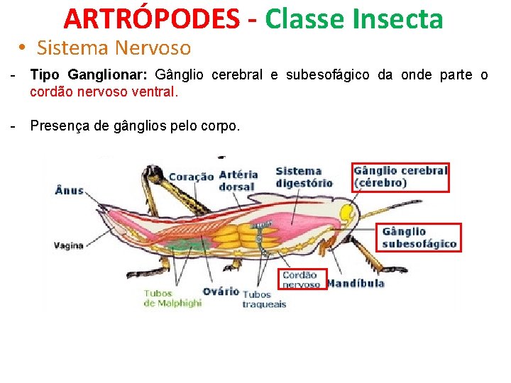 ARTRÓPODES - Classe Insecta • Sistema Nervoso - Tipo Ganglionar: Gânglio cerebral e subesofágico