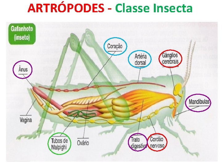 ARTRÓPODES - Classe Insecta 