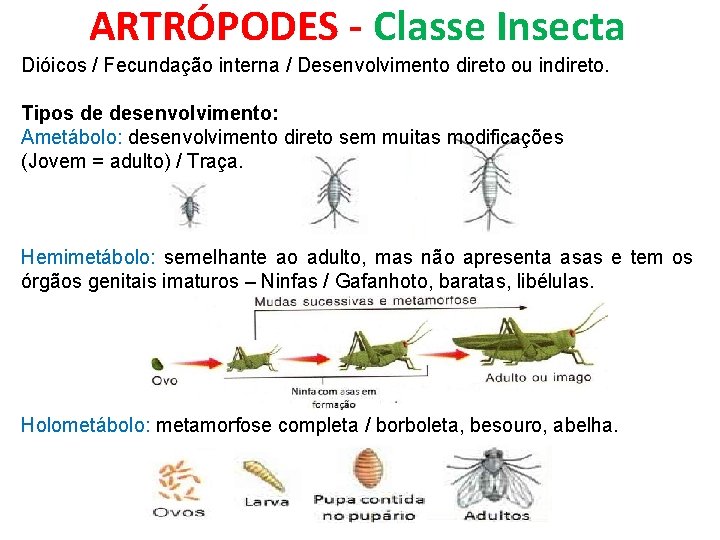 ARTRÓPODES - Classe Insecta Dióicos / Fecundação interna / Desenvolvimento direto ou indireto. Tipos