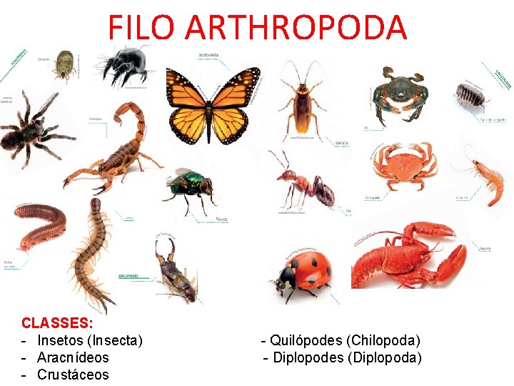 FILO ARTHROPODA CLASSES: - Insetos (Insecta) - Aracnídeos - Crustáceos - Quilópodes (Chilopoda) -