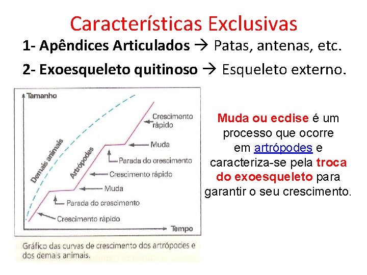Características Exclusivas 1 - Apêndices Articulados Patas, antenas, etc. 2 - Exoesqueleto quitinoso Esqueleto