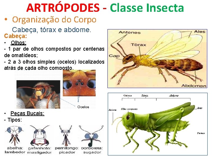 ARTRÓPODES - Classe Insecta • Organização do Corpo Cabeça, tórax e abdome. Cabeça: •