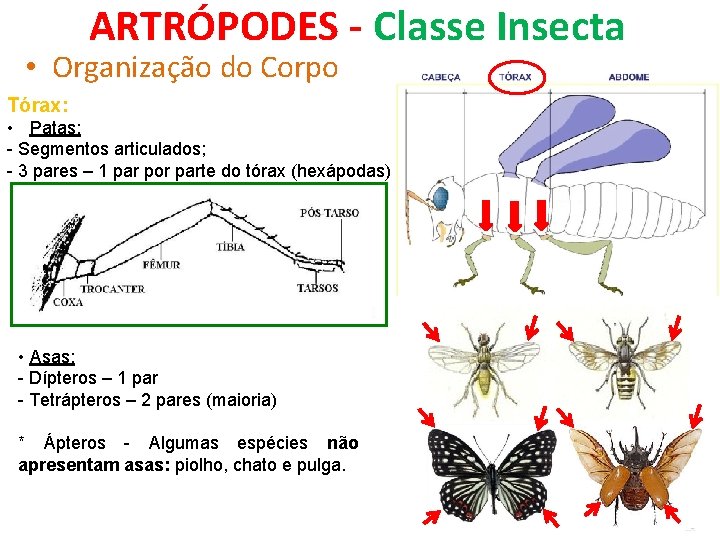 ARTRÓPODES - Classe Insecta • Organização do Corpo Tórax: • Patas: - Segmentos articulados;