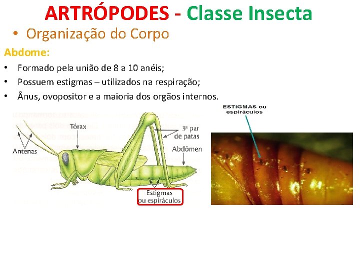 ARTRÓPODES - Classe Insecta • Organização do Corpo Abdome: • Formado pela união de