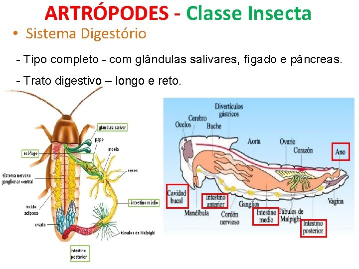 ARTRÓPODES - Classe Insecta • Sistema Digestório - Tipo completo - com glândulas salivares,