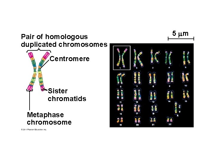 Pair of homologous duplicated chromosomes Centromere Sister chromatids Metaphase chromosome 5 m 